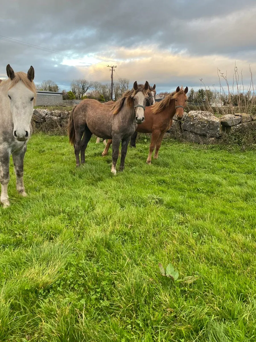 3 Irish Draught Yearling Colts - Image 3