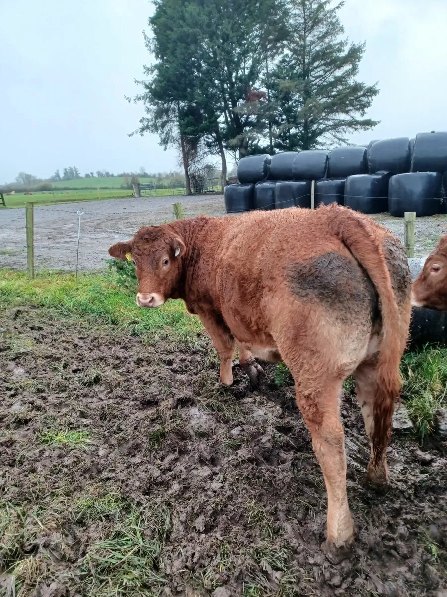 Purebred Registered Limousin Heifer - Image 3
