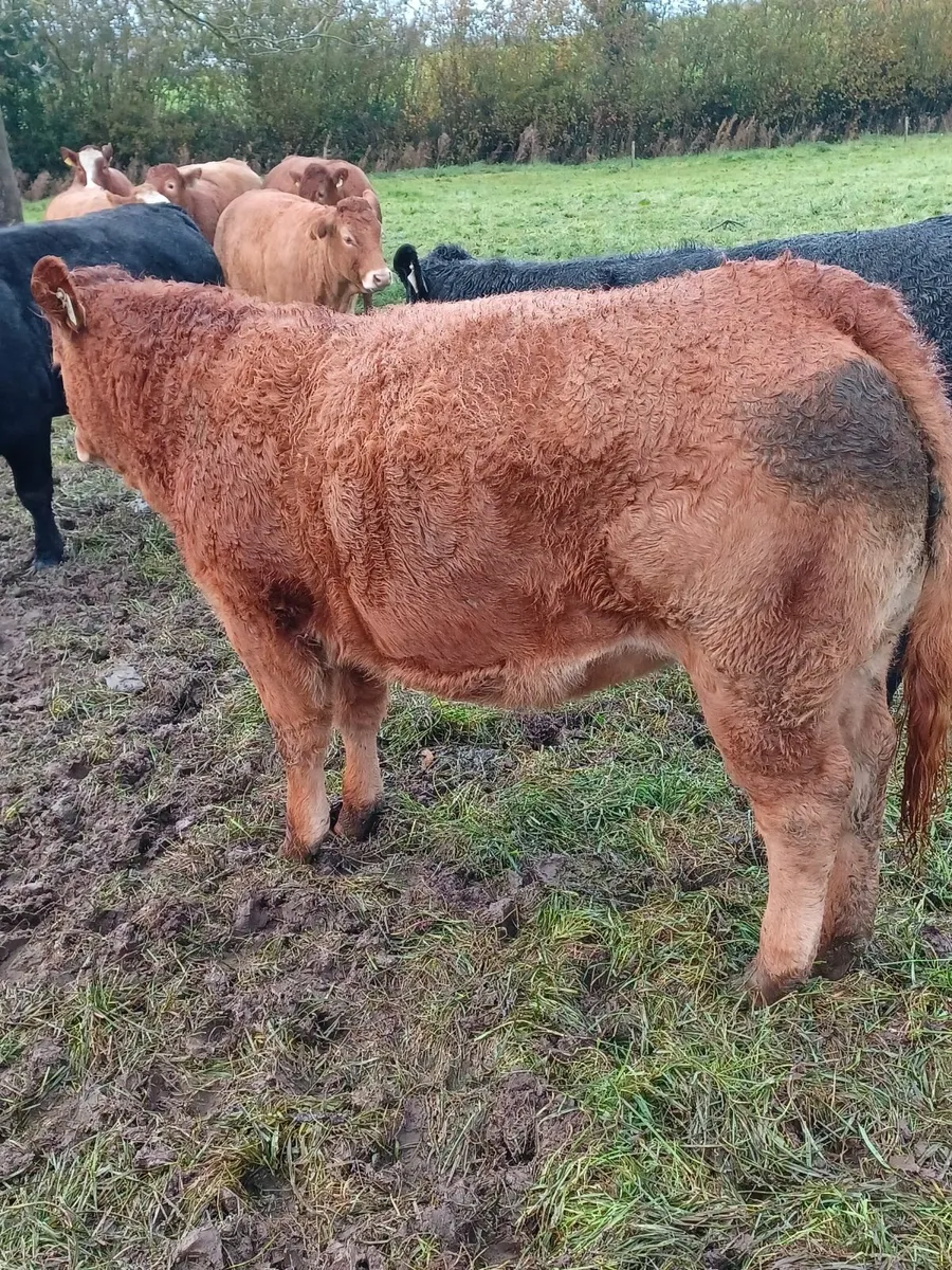 Purebred Registered Limousin Heifer - Image 4