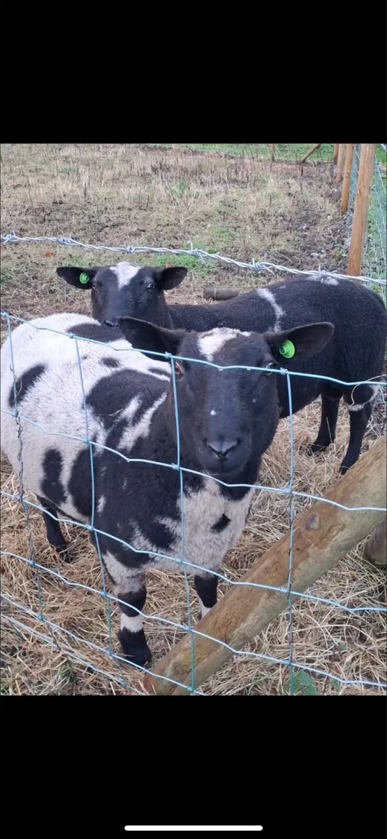 Dutch Spotted for Roscommon mart 29/10 - Image 1