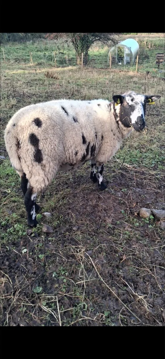 Dutch Spotted for Roscommon mart 29/10 - Image 2