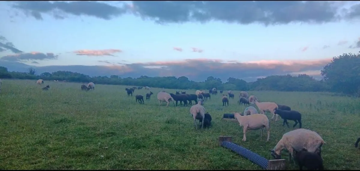 ⚫️⚪️ PB Spotted Dutch Ram ⚪️⚫️ - Image 3