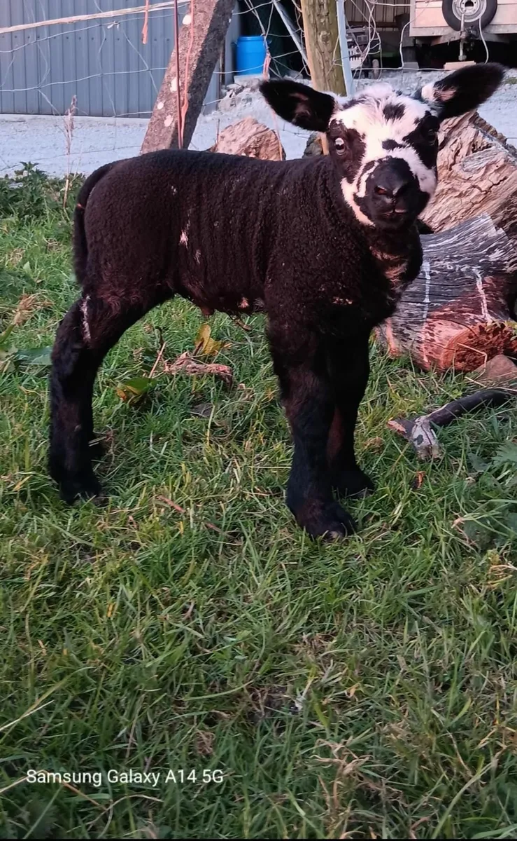 ⚫️⚪️ PB Spotted Dutch Ram ⚪️⚫️ - Image 4