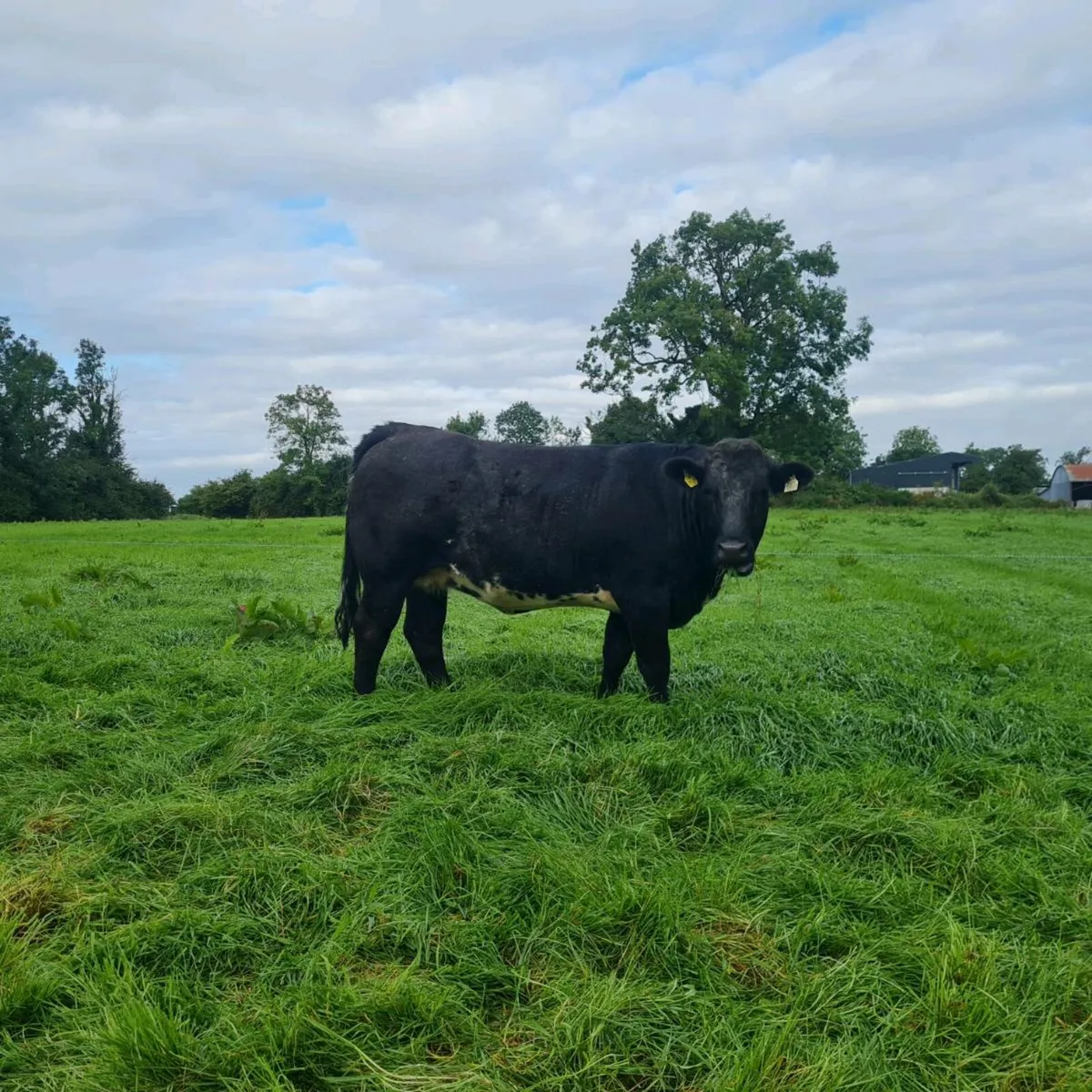 Limousin heifer - Image 1