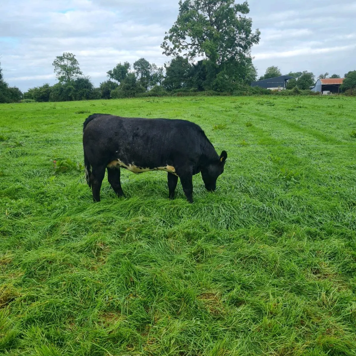 Limousin heifer - Image 2