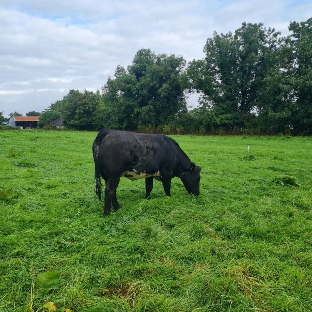 Limousin heifer - Image 3