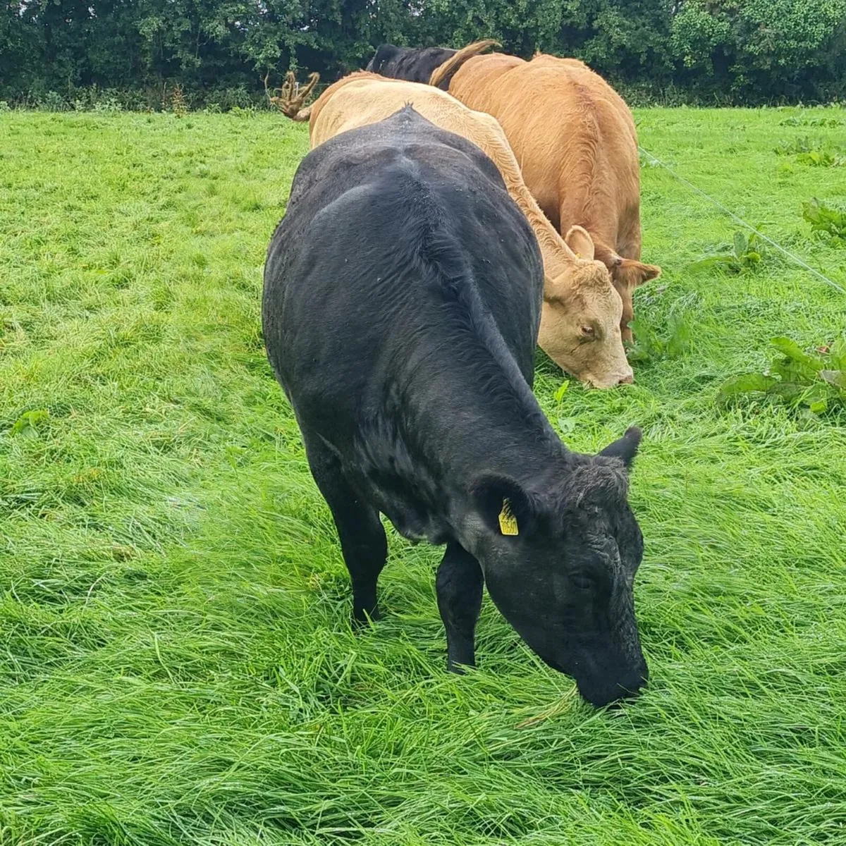 Limousin heifer - Image 4