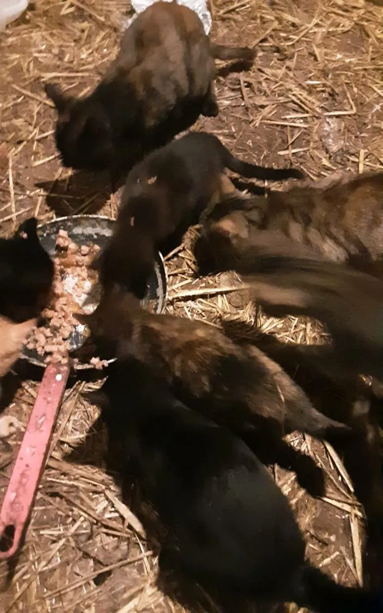 Farmyard kittens - Image 1