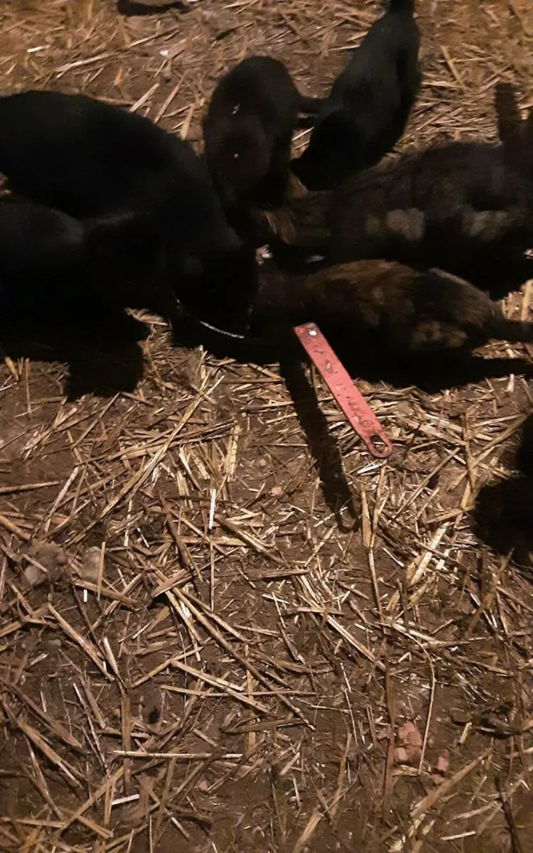 Farmyard kittens - Image 2