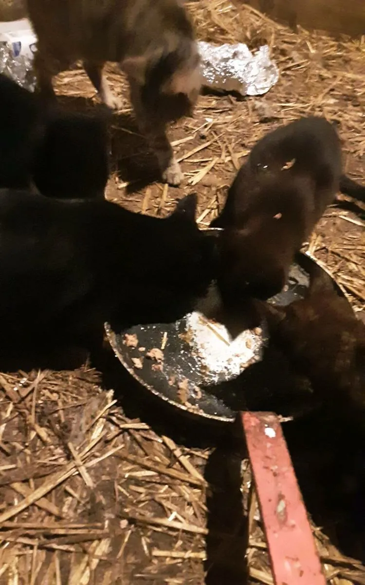 Farmyard kittens - Image 3