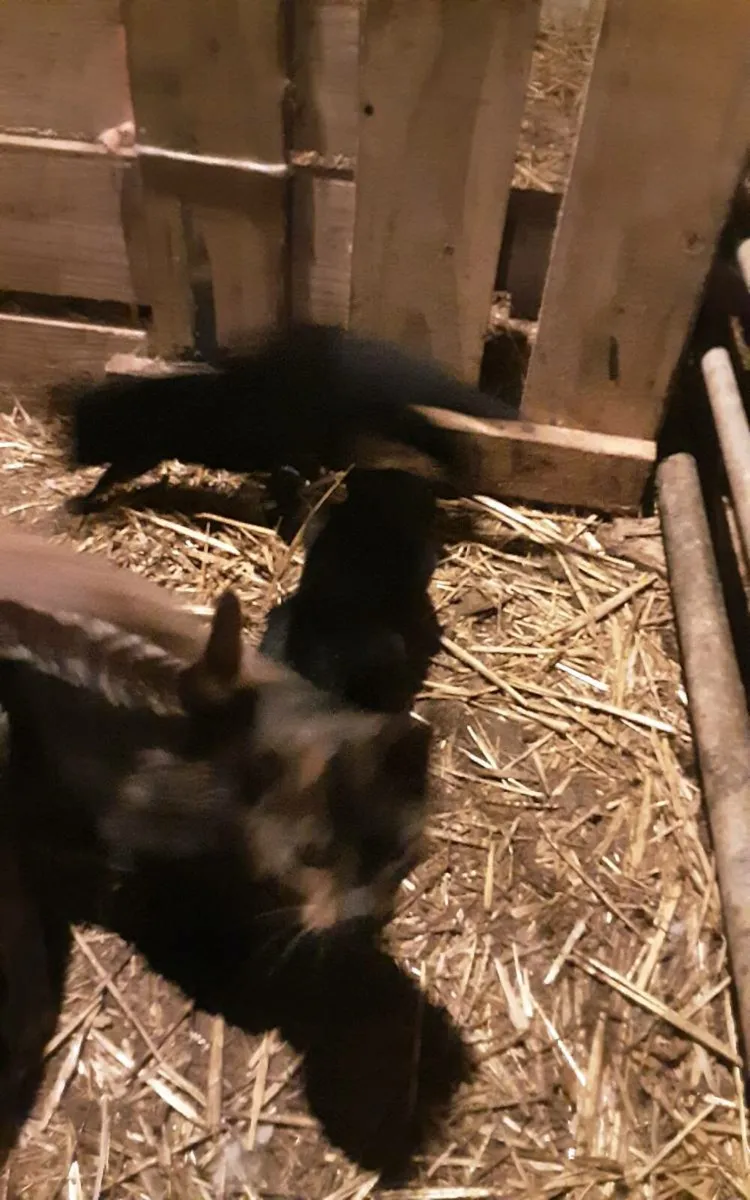 Farmyard kittens - Image 4