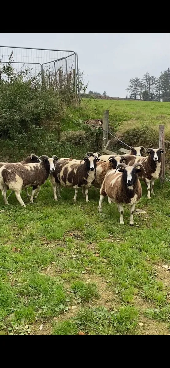 Inlamb Pedigree Jacobs - Image 1