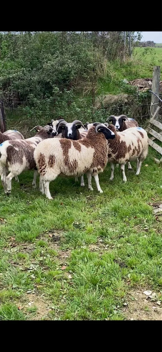 Inlamb Pedigree Jacobs - Image 2