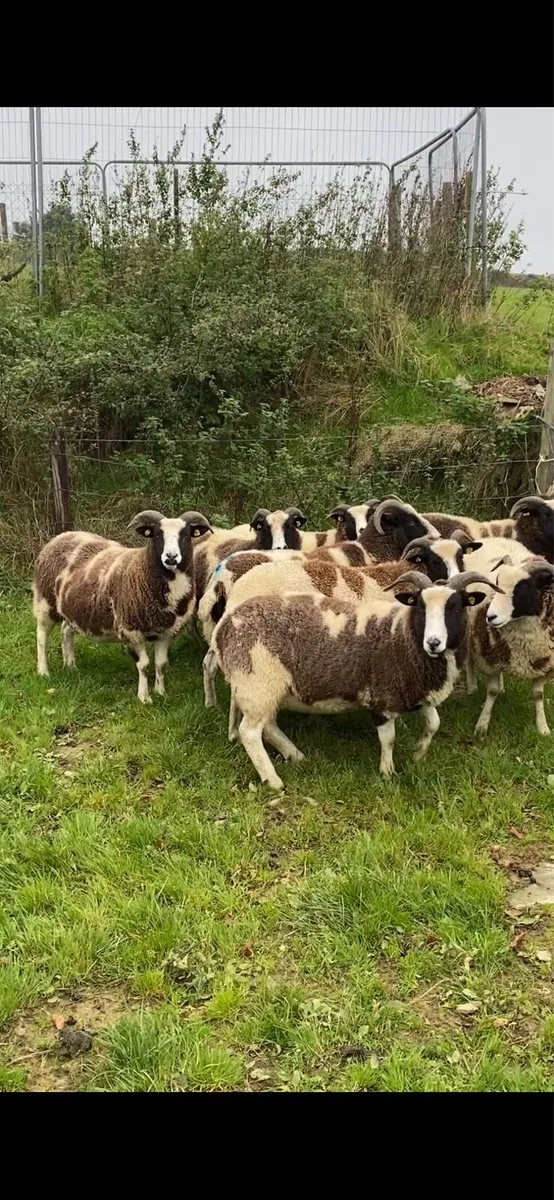 Inlamb Pedigree Jacobs - Image 3