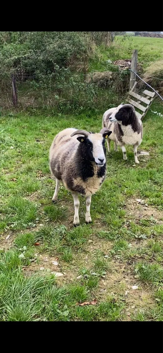 Inlamb Pedigree Jacobs - Image 4