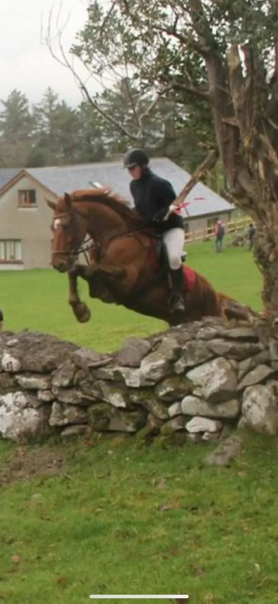 Fully Registered Irish Draught - Image 3