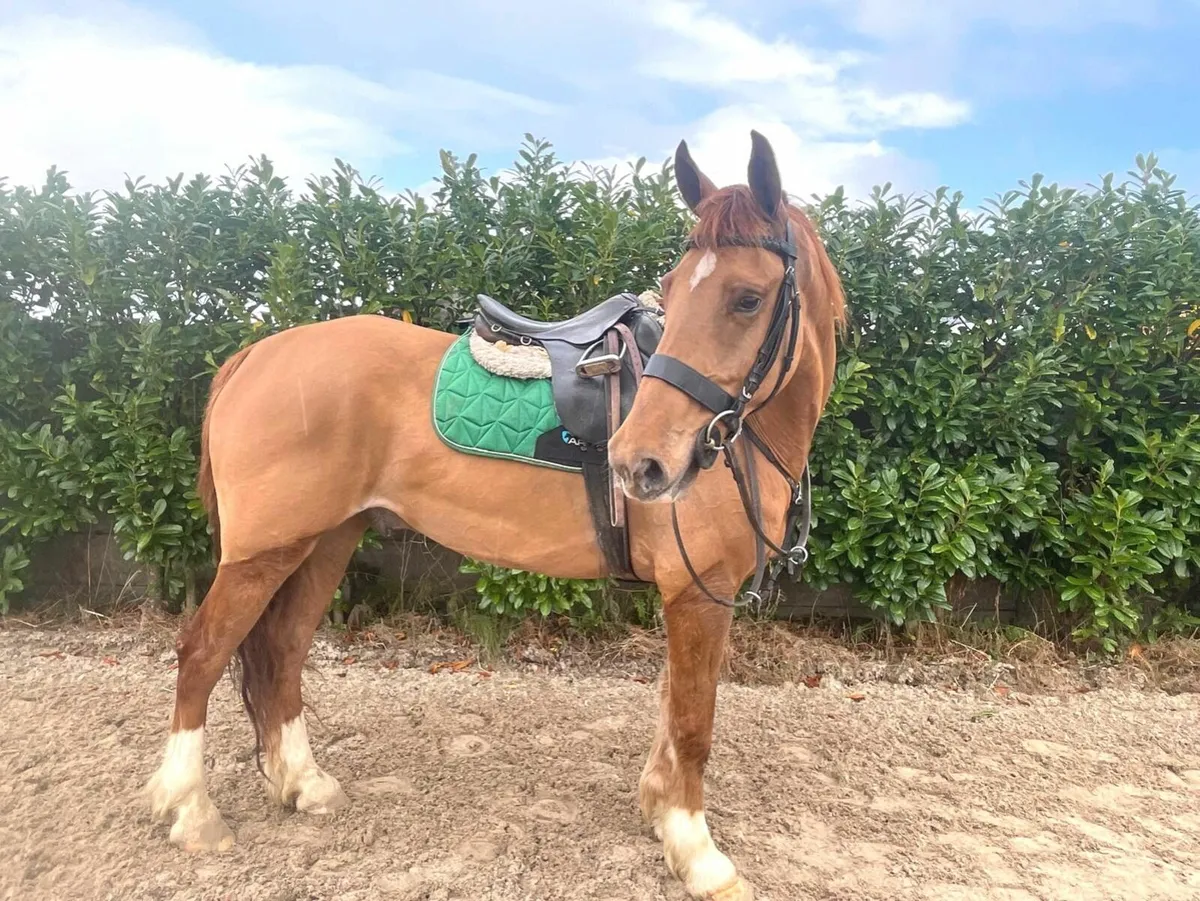 Fully Registered Irish Draught - Image 4