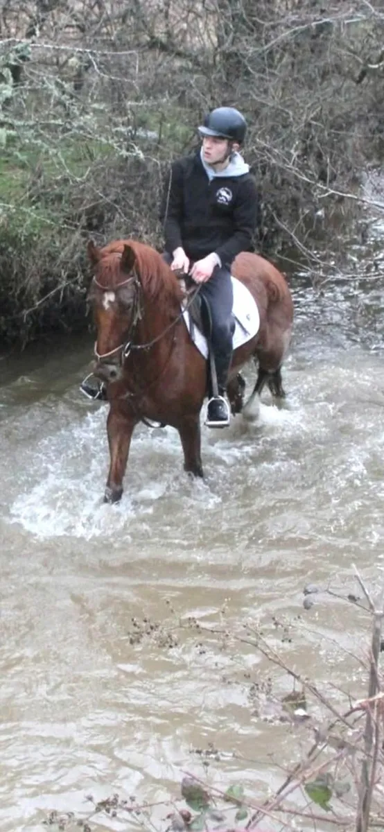 Fully Registered Irish Draught - Image 1