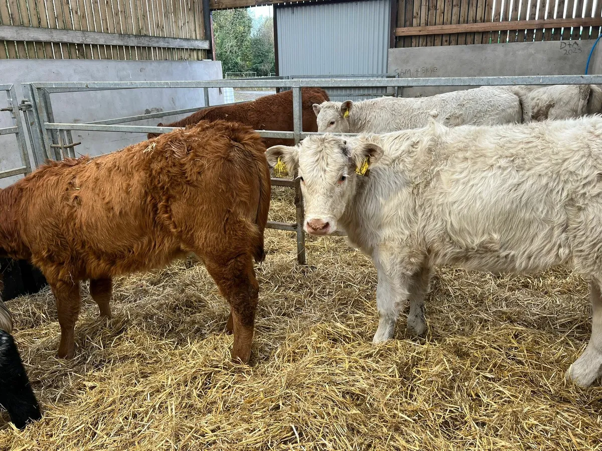 Charolais & Limousin Heifers - Image 1