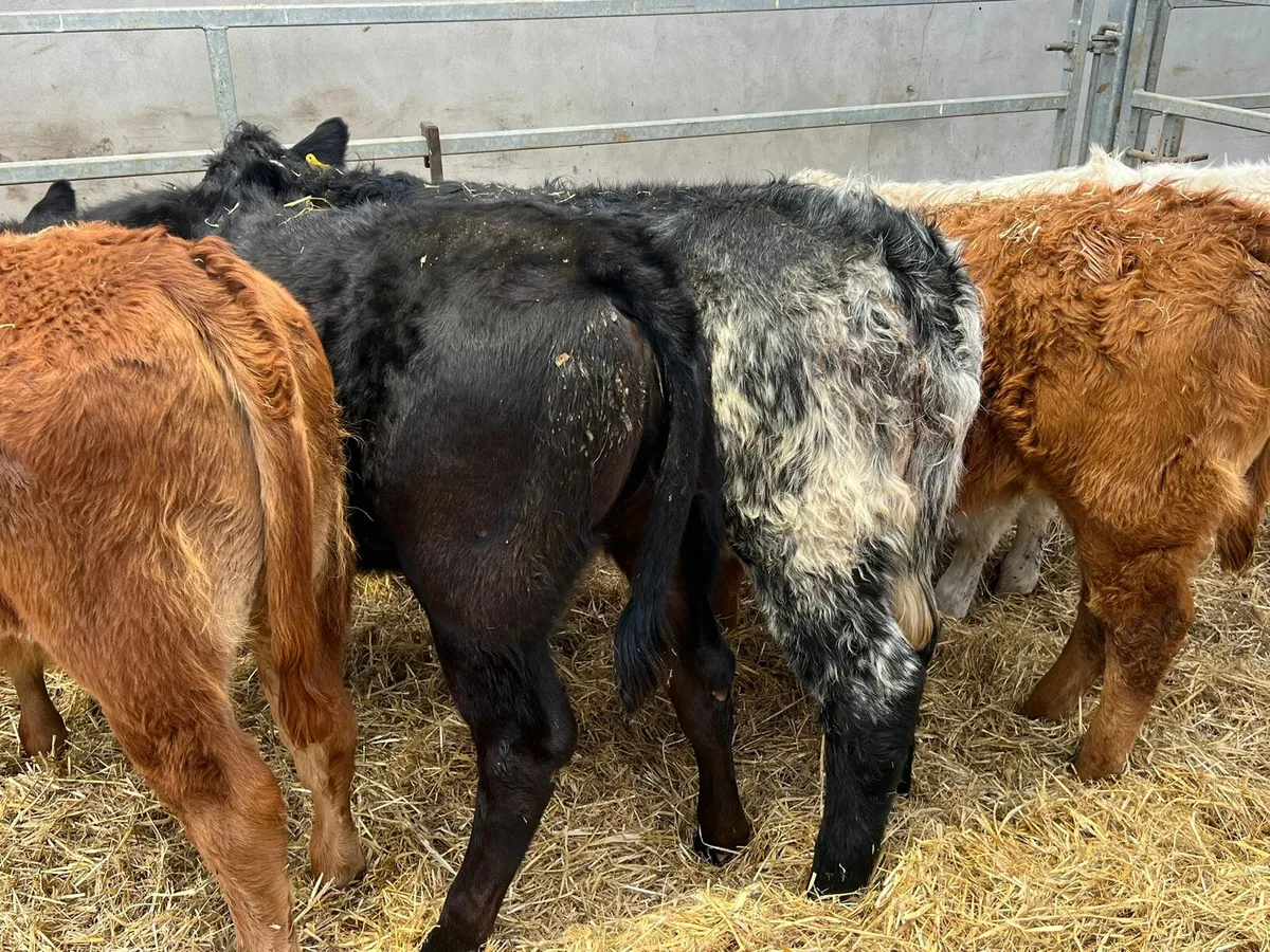 Charolais & Limousin Heifers - Image 2