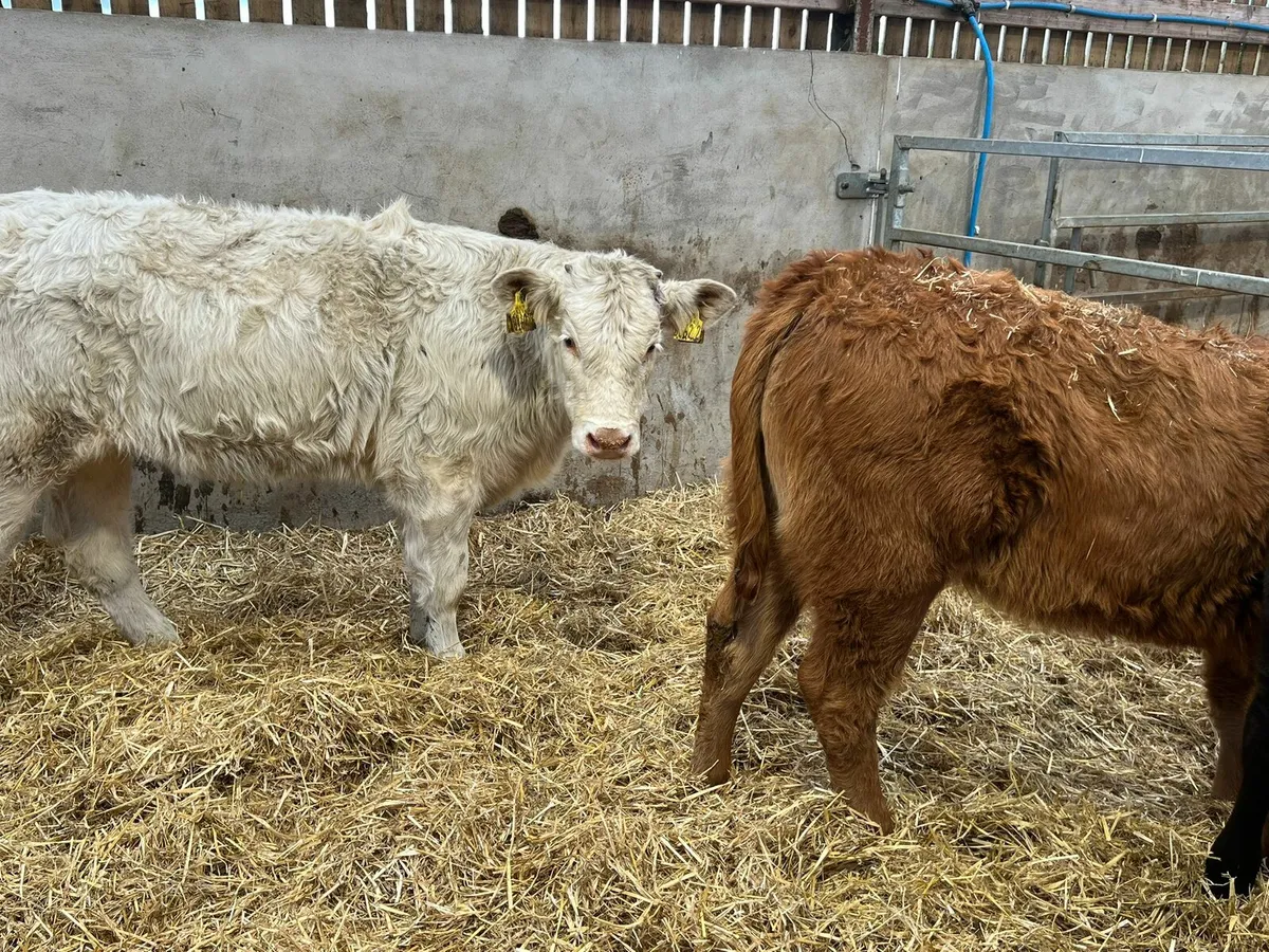Charolais & Limousin Heifers - Image 3