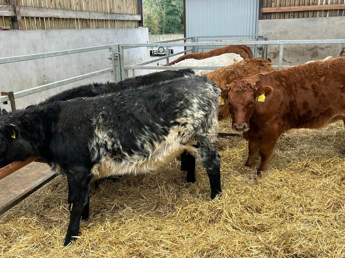 Charolais & Limousin Heifers - Image 4