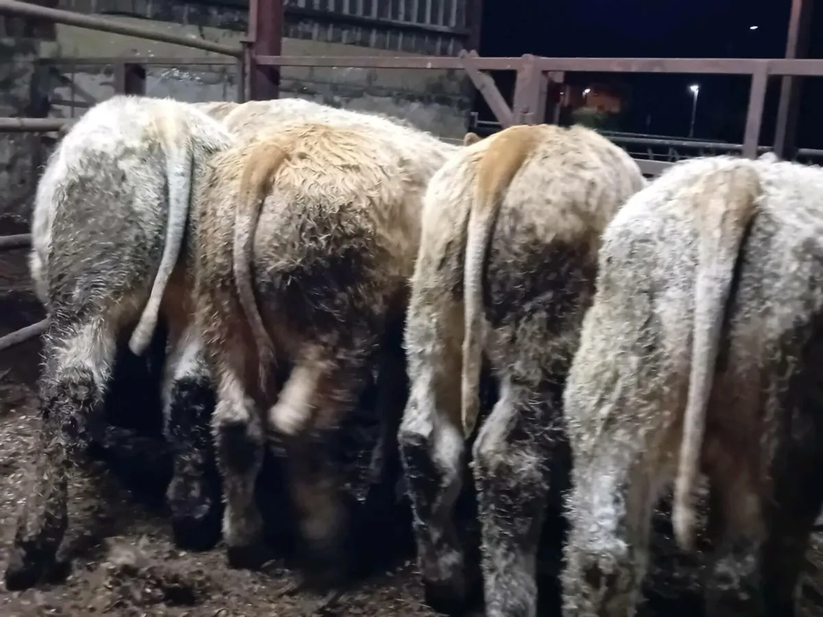 26 Smashing Charlaois bull Weanlings - Image 1