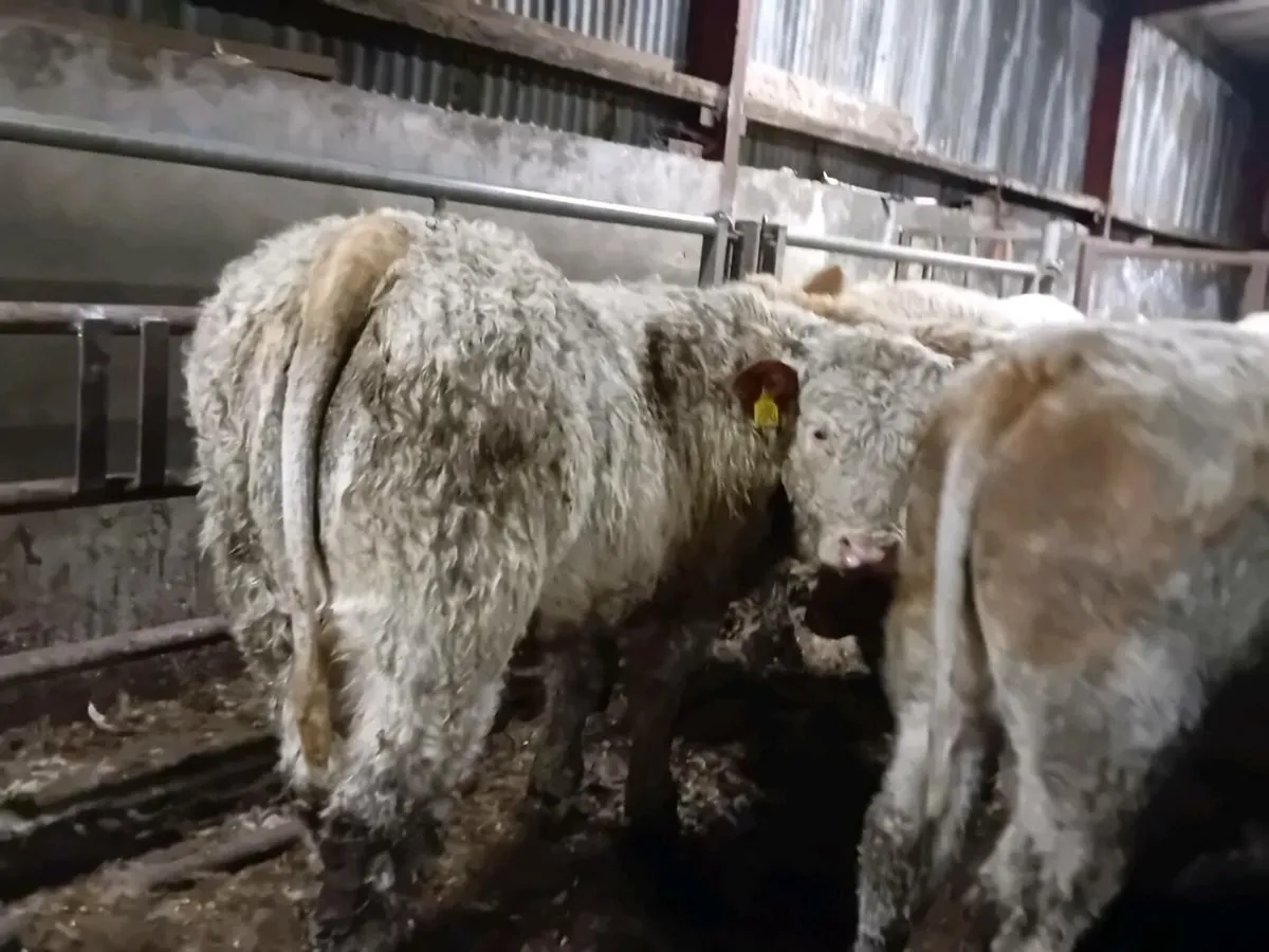 26 Smashing Charlaois bull Weanlings - Image 2