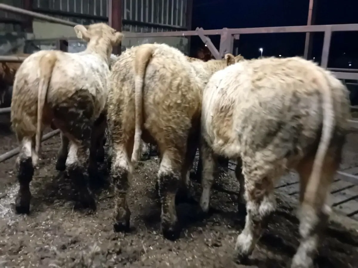 26 Smashing Charlaois bull Weanlings - Image 3