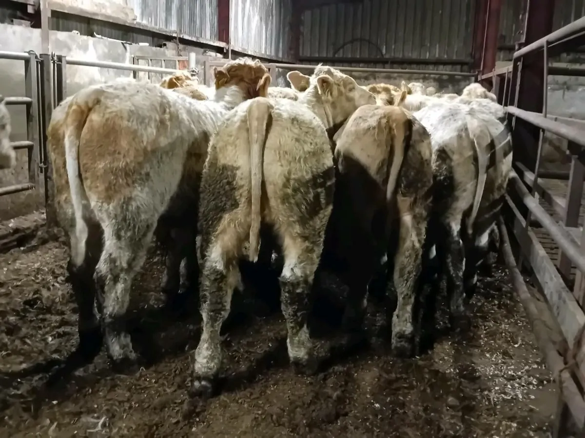 26 Smashing Charlaois bull Weanlings - Image 4