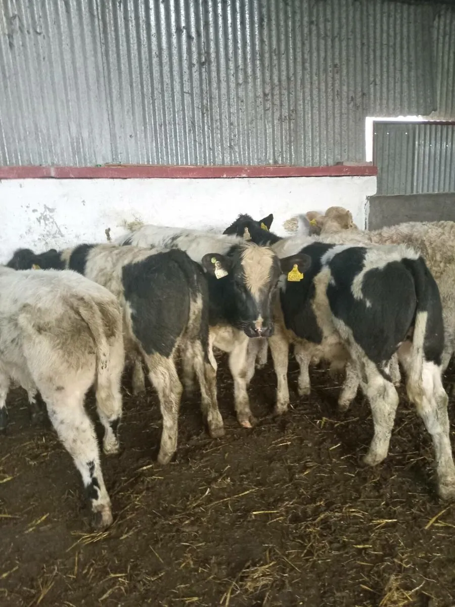 6 smashing continental bull weanlings - Image 1