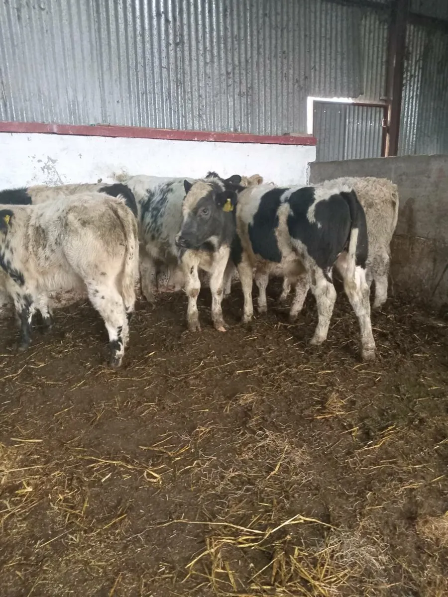 6 smashing continental bull weanlings - Image 2