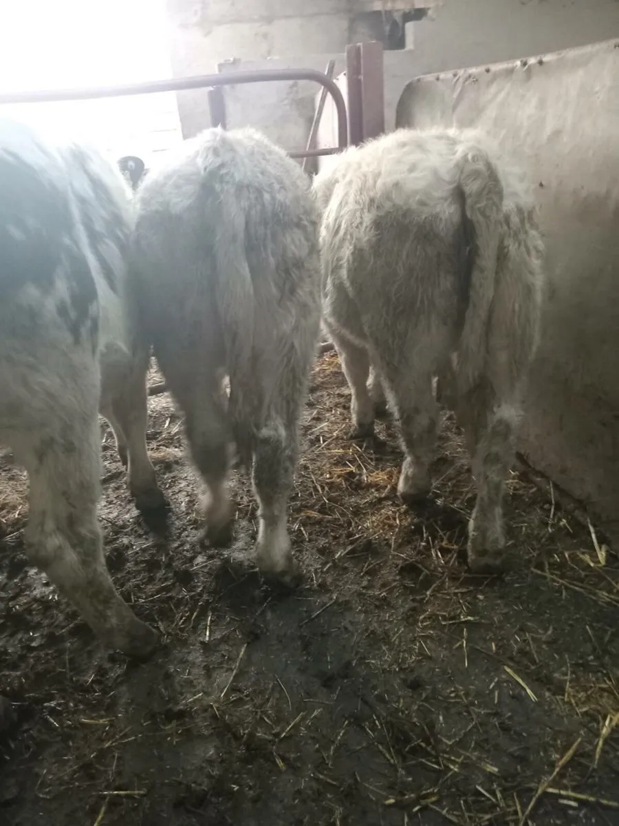 6 smashing continental bull weanlings - Image 3