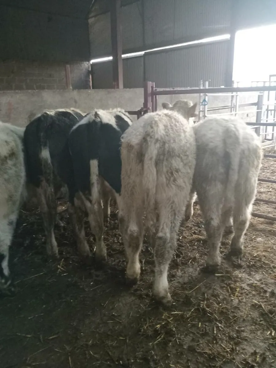 6 smashing continental bull weanlings - Image 4