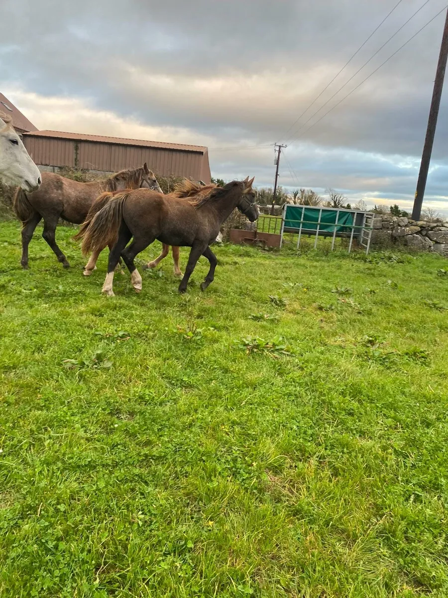3 Irish Draught Yearling Colts - Image 4