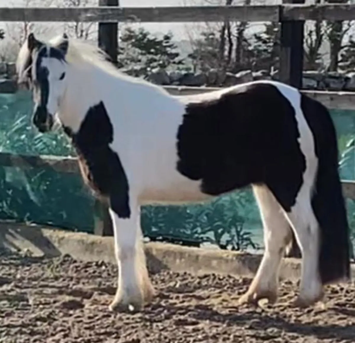 5yr old 12hh gelding - Image 1