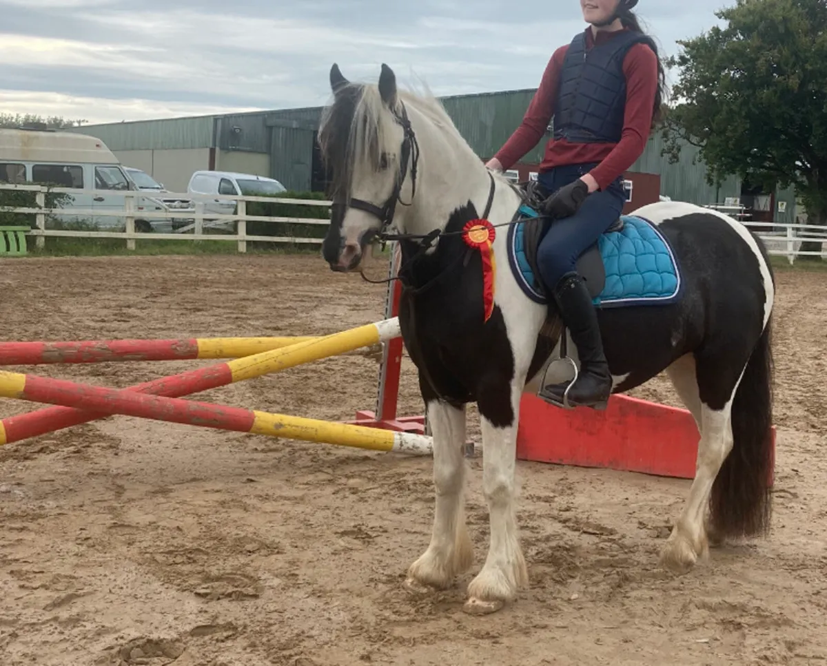 5yr old 12hh gelding - Image 2