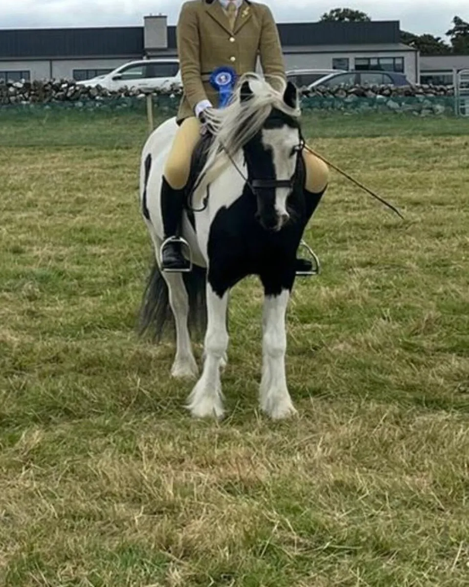 5yr old 12hh gelding - Image 3