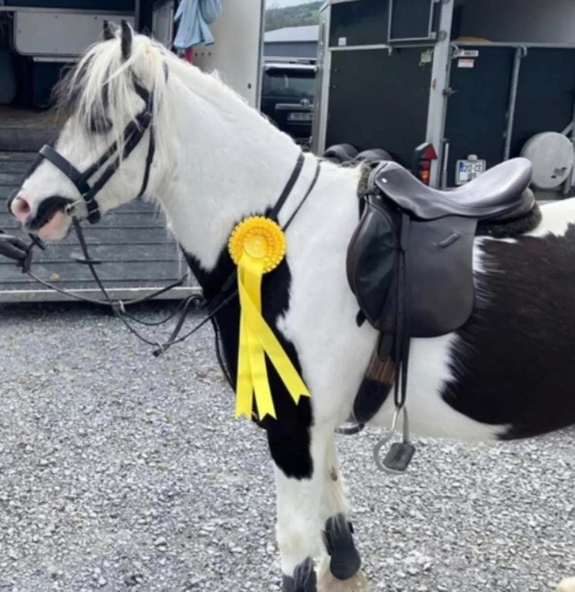 5yr old 12hh gelding - Image 4