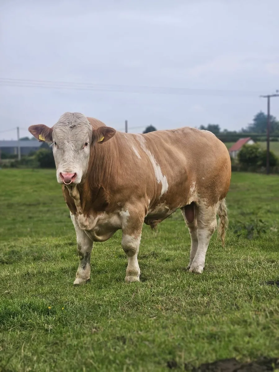 Pedigree Simmental Bull by Raceview King - Image 1