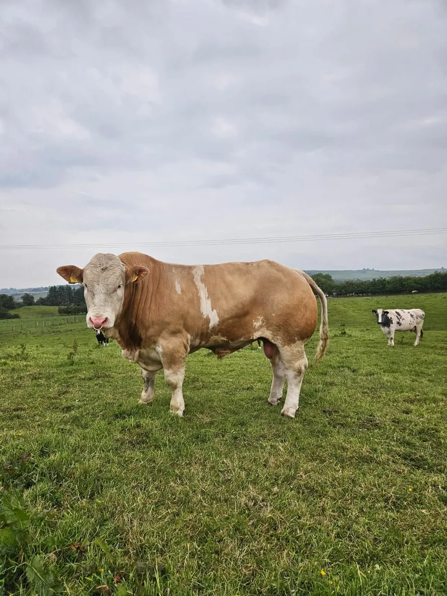 Pedigree Simmental Bull by Raceview King - Image 2