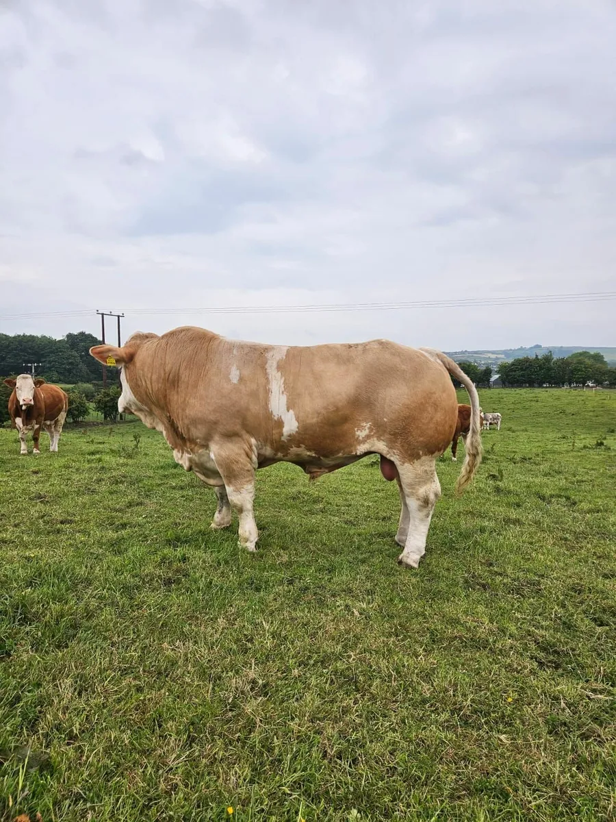 Pedigree Simmental Bull by Raceview King - Image 3