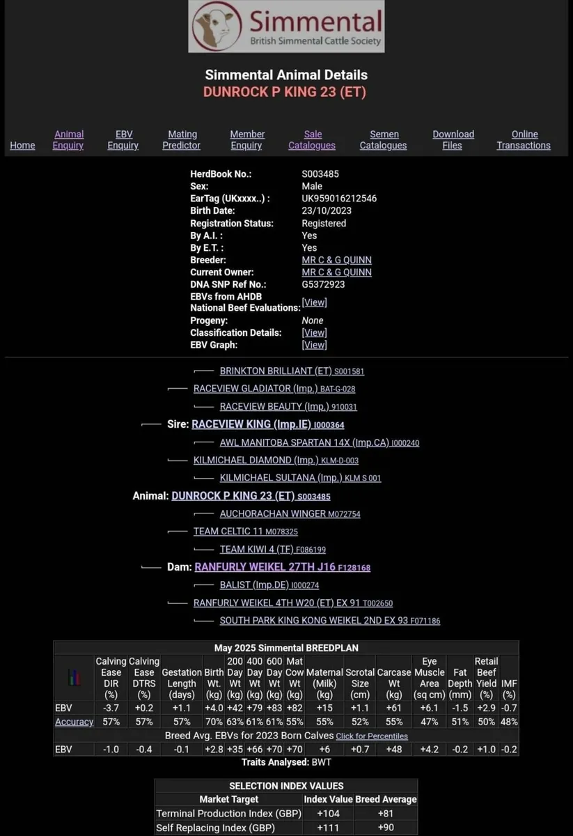 Pedigree Simmental Bull by Raceview King - Image 4
