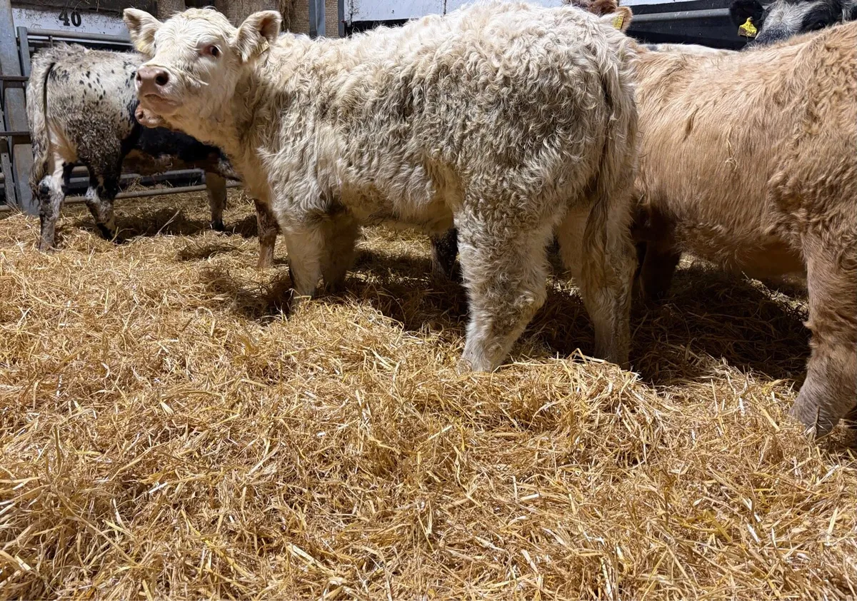 Continental Heifers - Image 1