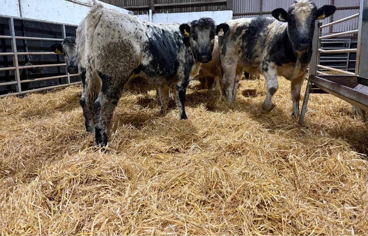 Continental Heifers - Image 2