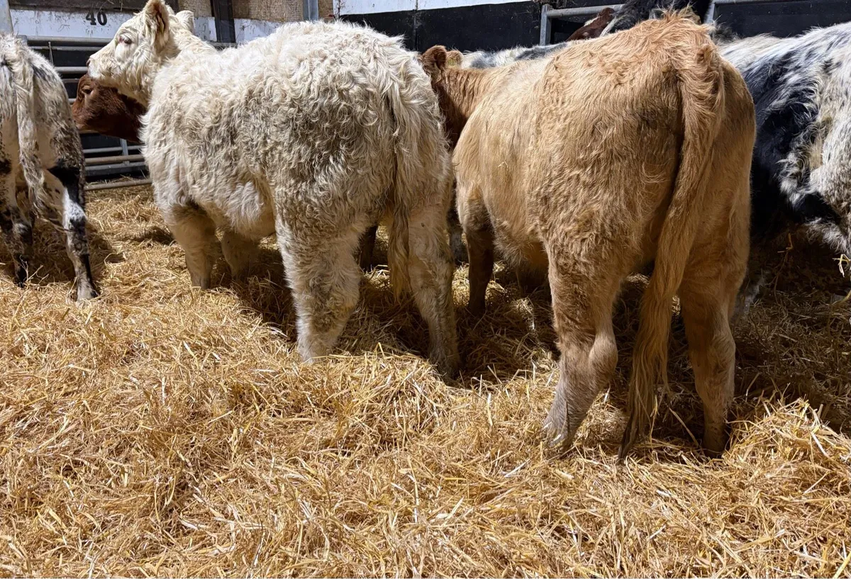 Continental Heifers - Image 3