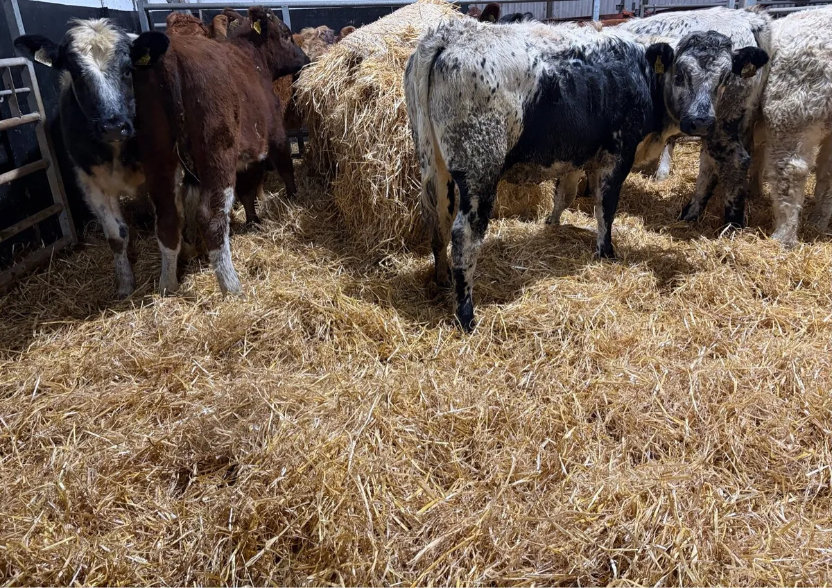 Continental Heifers - Image 4