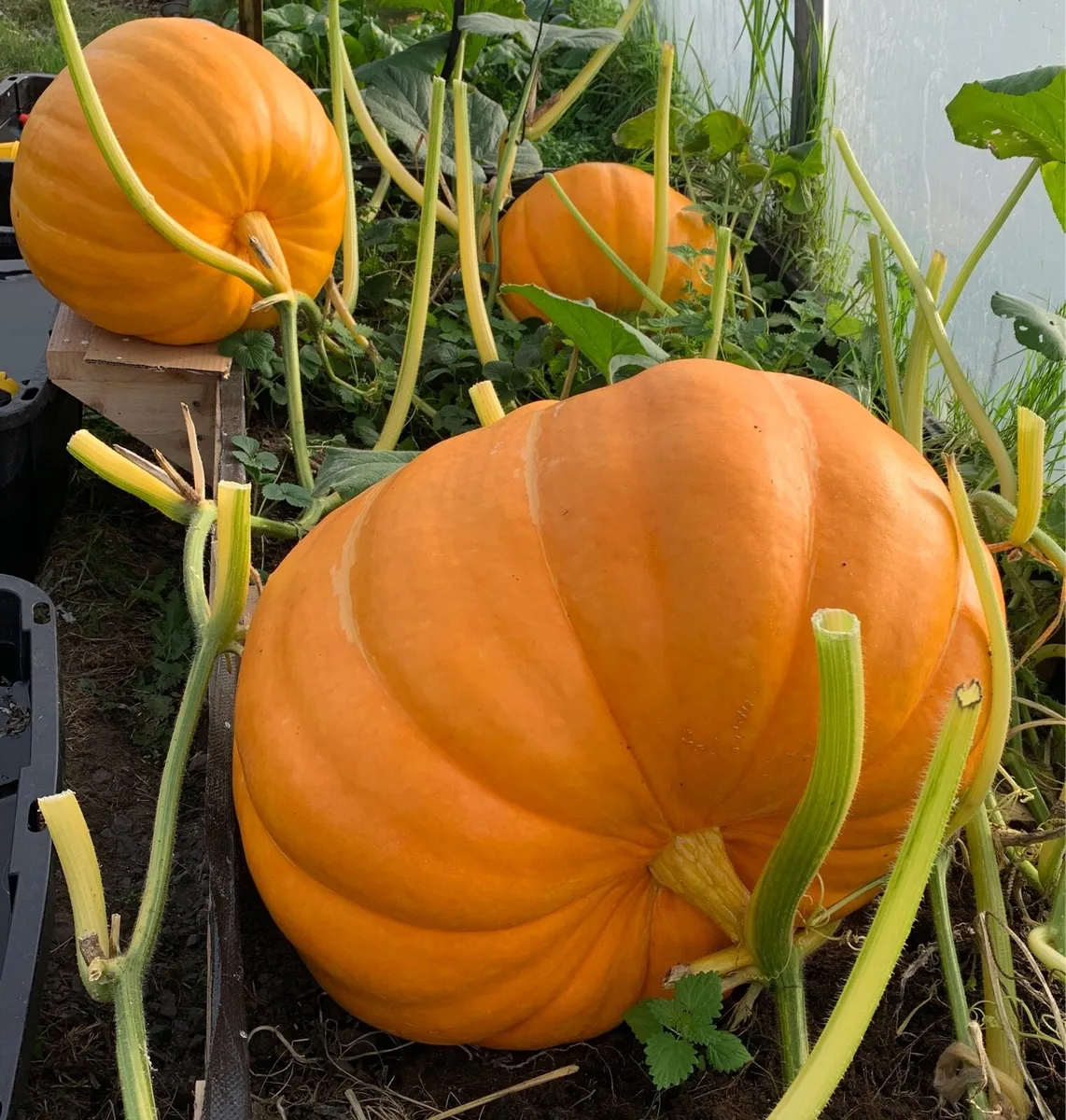 Pumpkin - Image 1