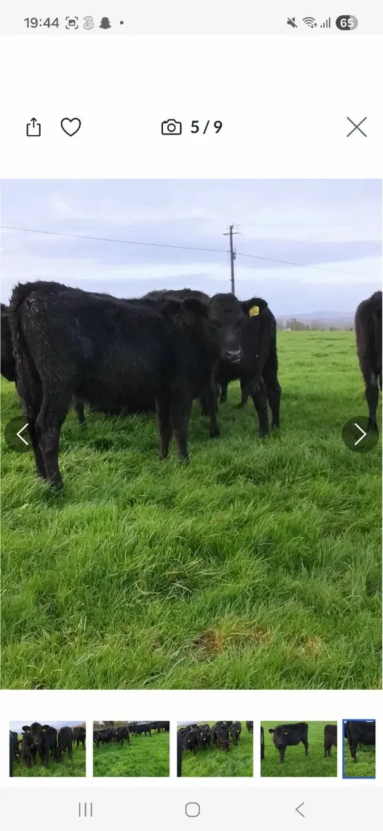 AA heifir weanlings for sale - Image 2