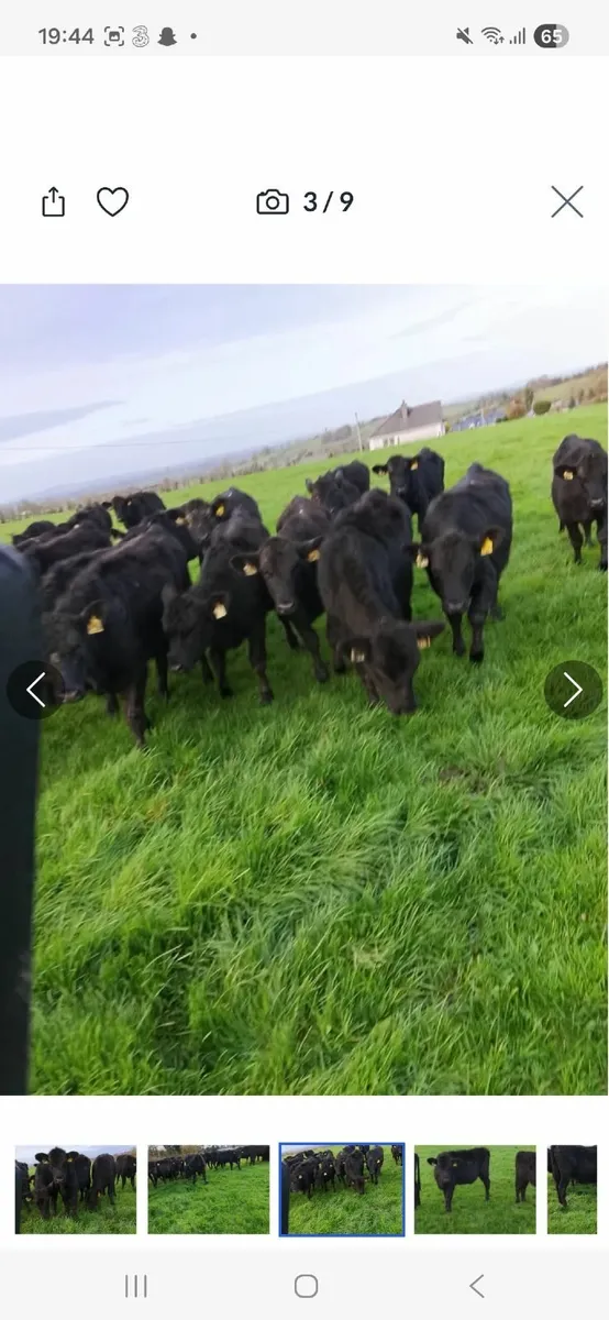 AA heifir weanlings for sale - Image 1